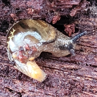 Helicarion cuvieri (A Semi-slug) at Glenbog State Forest - 18 Jan 2024 by trevorpreston