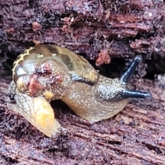 Helicarion cuvieri at Glenbog State Forest - 18 Jan 2024 10:03 AM