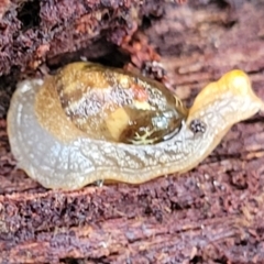 Helicarion cuvieri at Glenbog State Forest - 18 Jan 2024 10:03 AM