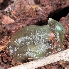Caenoplana spenceri (Spencer's flatworm) at Glenbog State Forest - 17 Jan 2024 by trevorpreston