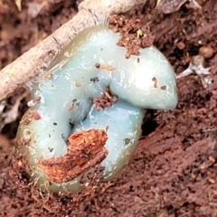 Caenoplana spenceri at Glenbog State Forest - suppressed