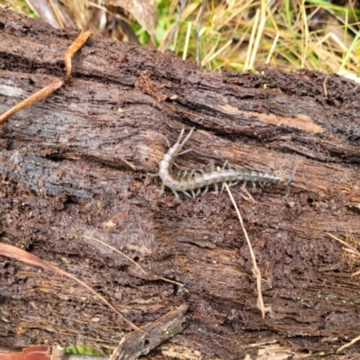 Cormocephalus aurantiipes at Glenbog State Forest - 18 Jan 2024 by trevorpreston