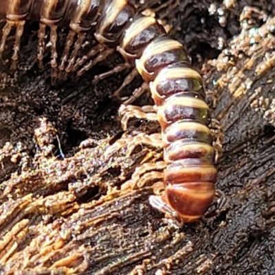 Paradoxosomatidae sp. (family) at Glenbog State Forest - 18 Jan 2024 by trevorpreston