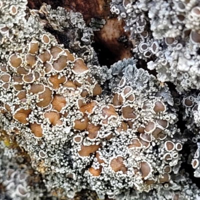 Unidentified Lichen at Glenbog State Forest - 17 Jan 2024 by trevorpreston