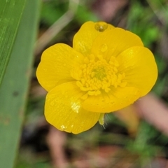 Ranunculus lappaceus (Australian Buttercup) at Glenbog State Forest - 18 Jan 2024 by trevorpreston