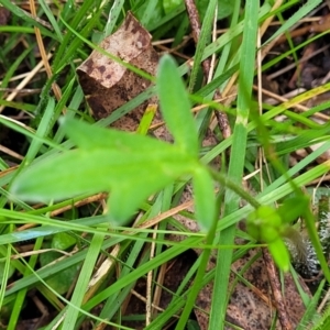 Ranunculus lappaceus at Glenbog State Forest - 18 Jan 2024