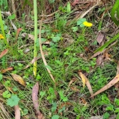 Ranunculus lappaceus at Glenbog State Forest - 18 Jan 2024 09:53 AM
