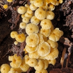 Unidentified Cap on a stem; gills below cap [mushrooms or mushroom-like] at Glenbog State Forest - 17 Jan 2024 by trevorpreston