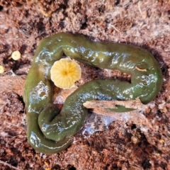 Caenoplana spenceri (Spencer's flatworm) at Bemboka, NSW - 18 Jan 2024 by trevorpreston