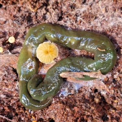 Caenoplana spenceri (Spencer's flatworm) at Glenbog State Forest - 17 Jan 2024 by trevorpreston