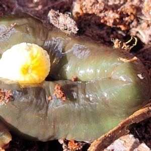 Caenoplana spenceri at Glenbog State Forest - 18 Jan 2024