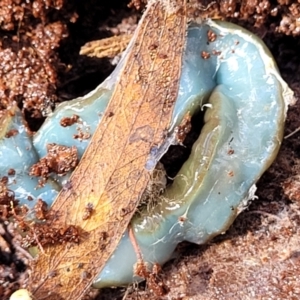 Caenoplana spenceri at Glenbog State Forest - suppressed