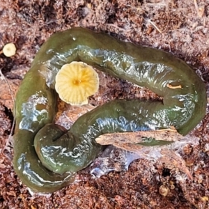 Caenoplana spenceri at Glenbog State Forest - 18 Jan 2024