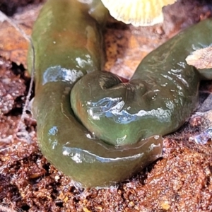 Caenoplana spenceri at Glenbog State Forest - 18 Jan 2024