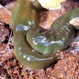 Caenoplana spenceri at Glenbog State Forest - suppressed