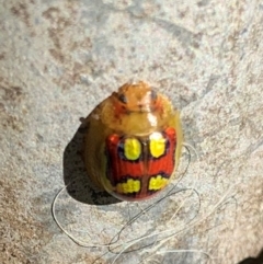 Paropsisterna gloriosa (Glorious eucalyptus leaf beetle) at Bungendore, NSW - 18 Jan 2024 by Dandarragan