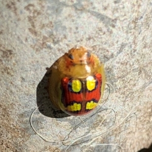 Paropsisterna gloriosa at QPRC LGA - suppressed