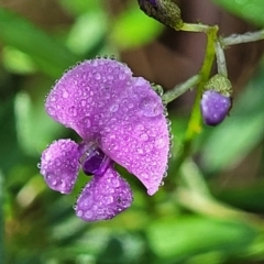 Glycine clandestina (Twining Glycine) at Bemboka, NSW - 17 Jan 2024 by trevorpreston