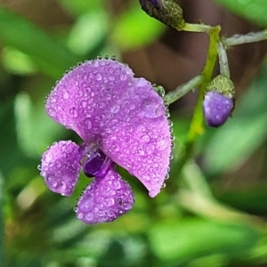 Glycine clandestina at Glenbog State Forest - 18 Jan 2024