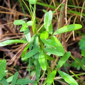 Glycine clandestina at Glenbog State Forest - 18 Jan 2024