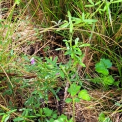 Glycine clandestina at Glenbog State Forest - 18 Jan 2024