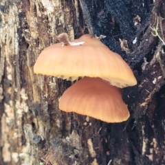 Flammulina velutipes at Bemboka, NSW - 17 Jan 2024 by trevorpreston