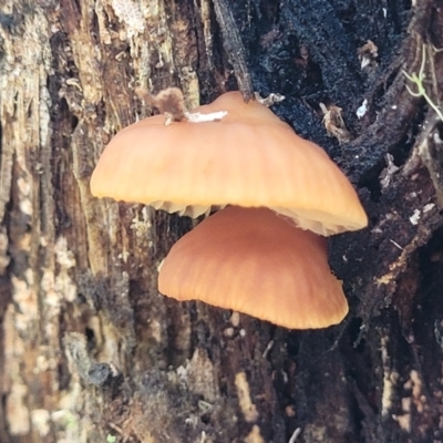 Unidentified Cap on a stem; gills below cap [mushrooms or mushroom-like] at Glenbog State Forest - 17 Jan 2024 by trevorpreston