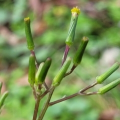 Senecio prenanthoides (Common Forest Fireweed) at Bemboka, NSW - 17 Jan 2024 by trevorpreston