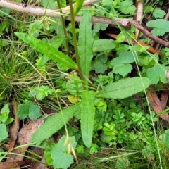 Senecio prenanthoides at Glenbog State Forest - 18 Jan 2024