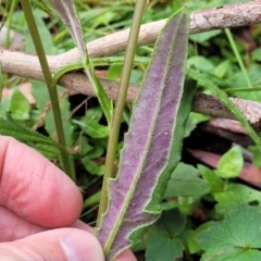 Senecio prenanthoides at Glenbog State Forest - 18 Jan 2024