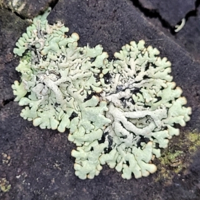 Parmelinopsis sp. at Bemboka, NSW - 18 Jan 2024 by trevorpreston