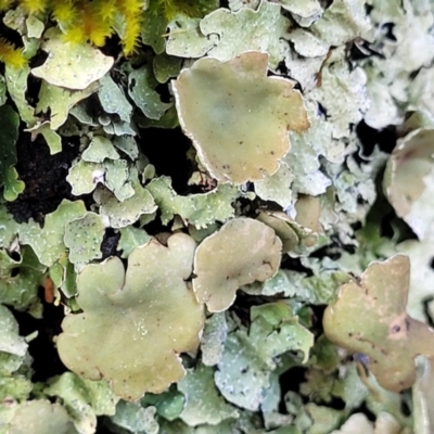 Unidentified Lichen at Glenbog State Forest - 17 Jan 2024 by trevorpreston