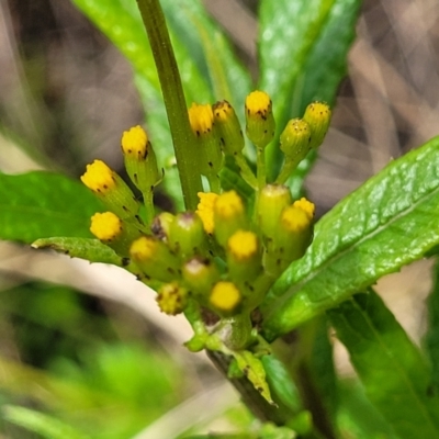 Senecio minimus (Shrubby Fireweed) at Glenbog State Forest - 18 Jan 2024 by trevorpreston