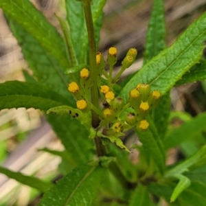 Senecio minimus at Glenbog State Forest - 18 Jan 2024