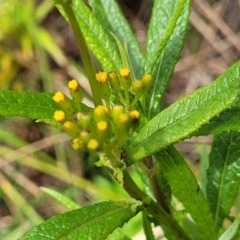 Senecio minimus at Glenbog State Forest - 18 Jan 2024