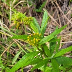 Senecio minimus at Glenbog State Forest - 18 Jan 2024