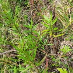 Senecio minimus at Glenbog State Forest - 18 Jan 2024