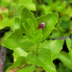 Gratiola peruviana (Australian Brooklime) at Bemboka, NSW - 17 Jan 2024 by trevorpreston