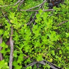 Gratiola peruviana at Glenbog State Forest - 18 Jan 2024 09:36 AM