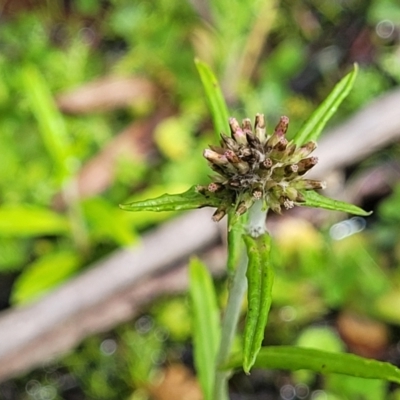 Euchiton limosus (Swamp Cudweed) at Bemboka, NSW - 17 Jan 2024 by trevorpreston