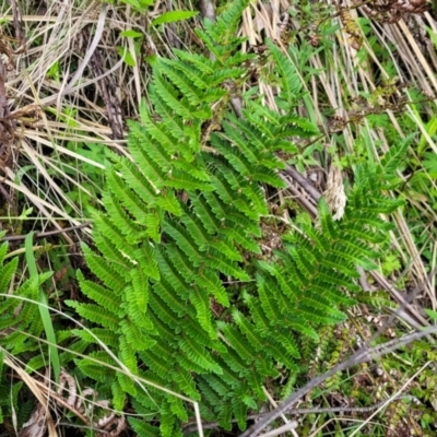 Polystichum proliferum (Mother Shield Fern) at Glenbog State Forest - 18 Jan 2024 by trevorpreston