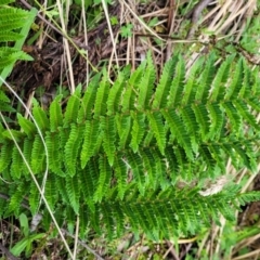 Polystichum proliferum at Glenbog State Forest - 18 Jan 2024