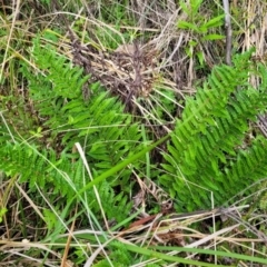 Polystichum proliferum at Glenbog State Forest - 18 Jan 2024