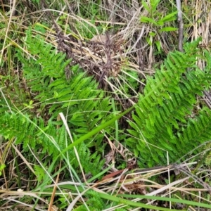Polystichum proliferum at Glenbog State Forest - 18 Jan 2024