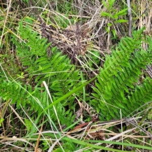 Polystichum proliferum at Glenbog State Forest - 18 Jan 2024 09:31 AM