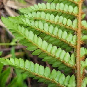 Polystichum proliferum at Glenbog State Forest - 18 Jan 2024 09:31 AM