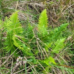 Blechnum nudum at Glenbog State Forest - 18 Jan 2024