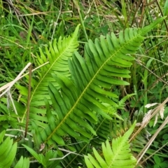 Blechnum nudum at Glenbog State Forest - 18 Jan 2024