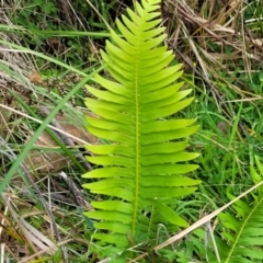 Blechnum nudum at Glenbog State Forest - 18 Jan 2024 09:30 AM