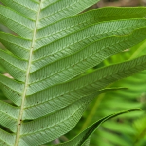 Blechnum nudum at Glenbog State Forest - 18 Jan 2024